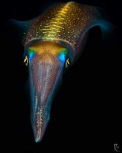 Squid. 
Settings : F16, 1/160 sc. , ISO 100, 1 x Ikelite... by Rico Besserdich 
